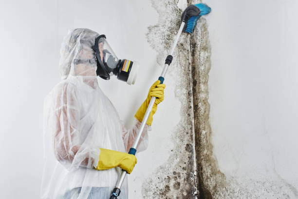 Best Industrial Mold Remediation in Brighton, AL