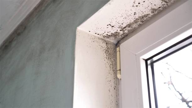 Best Post-Flood Mold Remediation in Brighton, AL